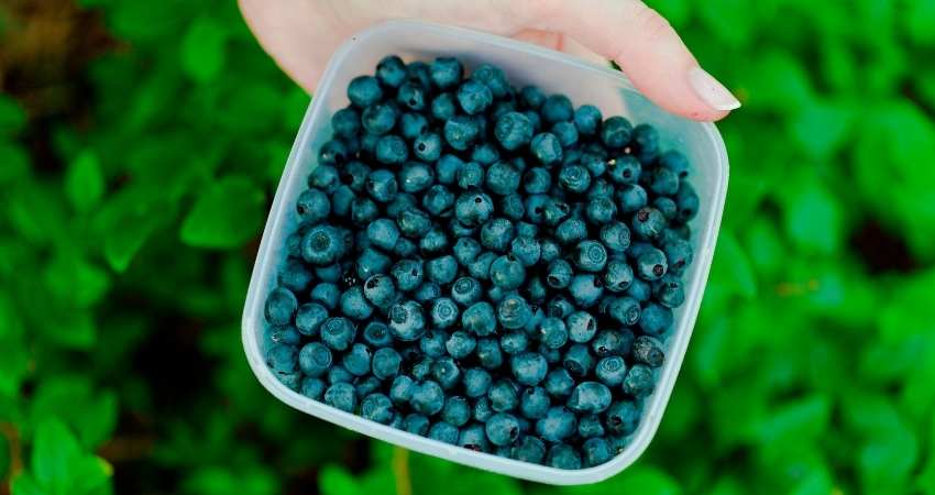 Blueberries in Tupperware.