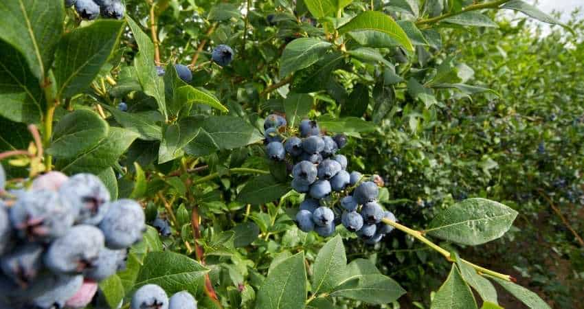 A good blueberry plant.