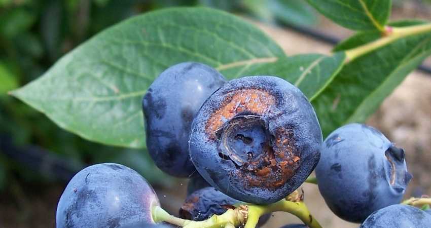 do organic blueberries have worms