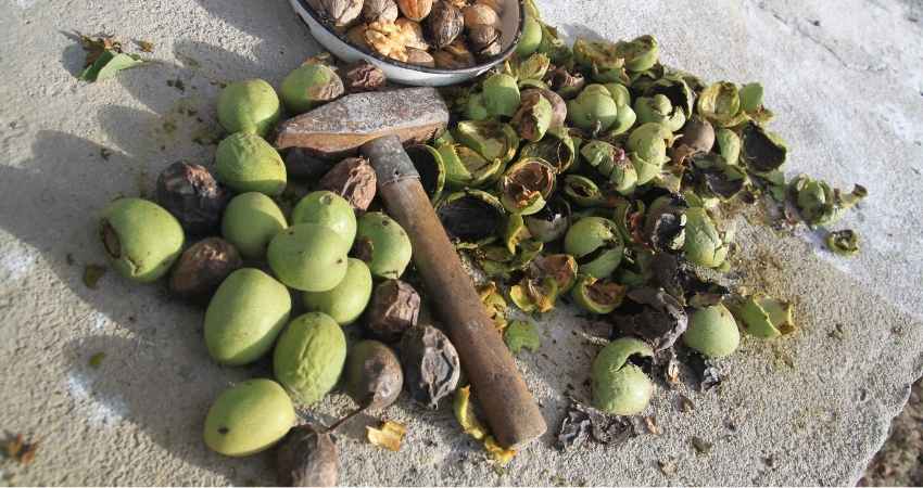 foraging and hulling black walnuts