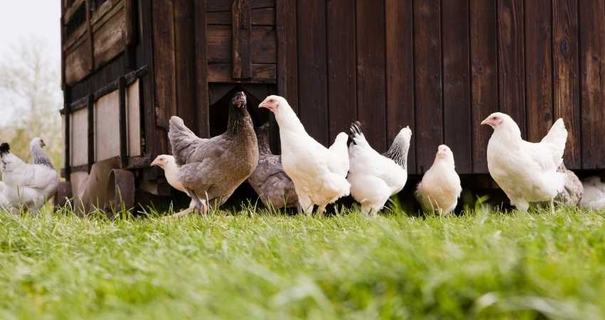 free-range chickens at a farm.