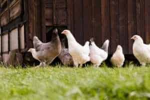 Free-Range Chicken vs. Grain-Fed Chicken: Which is Better?
