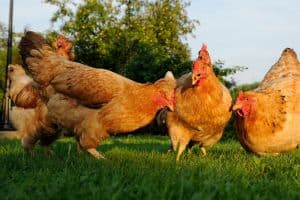free range organic chicken in a field