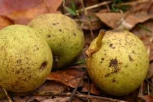 How to Forage Black Walnuts: The Complete Guide