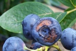 Do Organic Blueberries Have Worms?