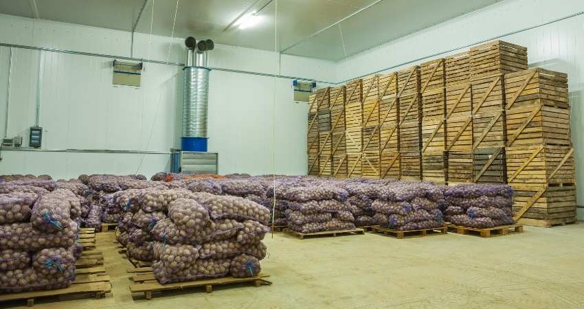 sweet potatoes being stored in a climate controlled warehouse