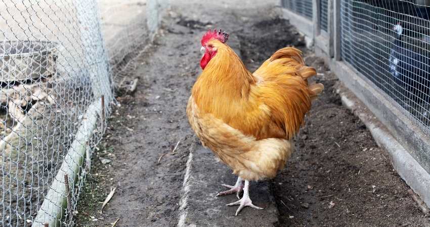 Organic fed chicken in a farm.