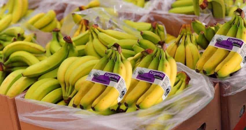 organic bananas and regular bananas.