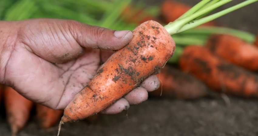 organic carrots vs regular carrots