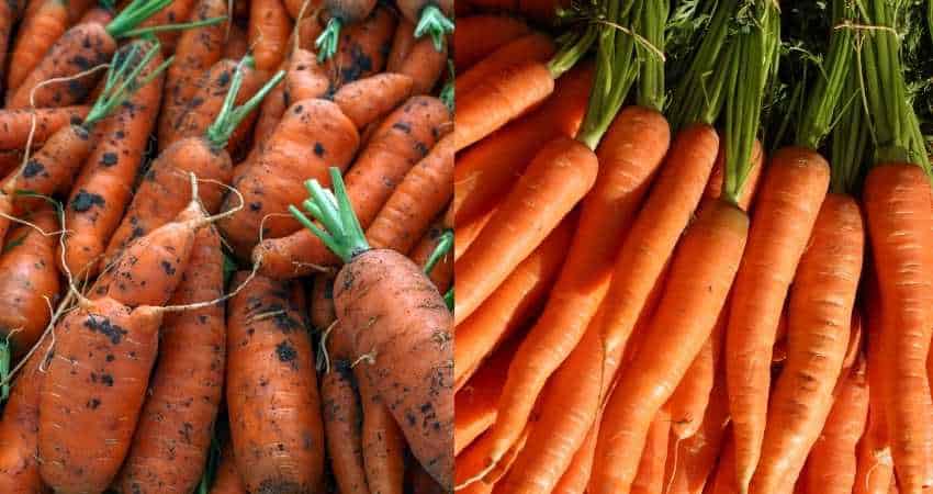 organic carrots vs regular