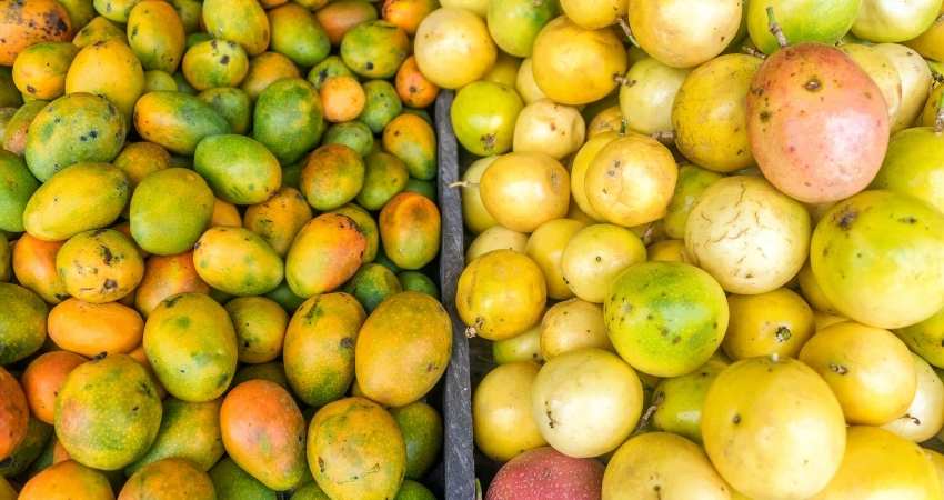 organic mango and conventional mangoes.