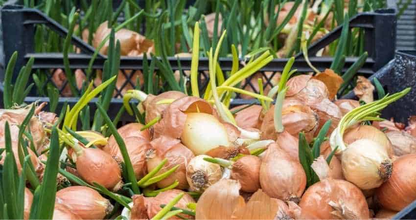 organic onions vs. regular onions