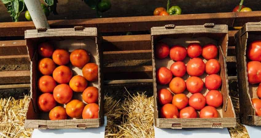 storing tomatoes in a tray.