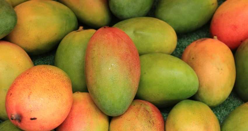 what color are mangoes when they are ready to eat