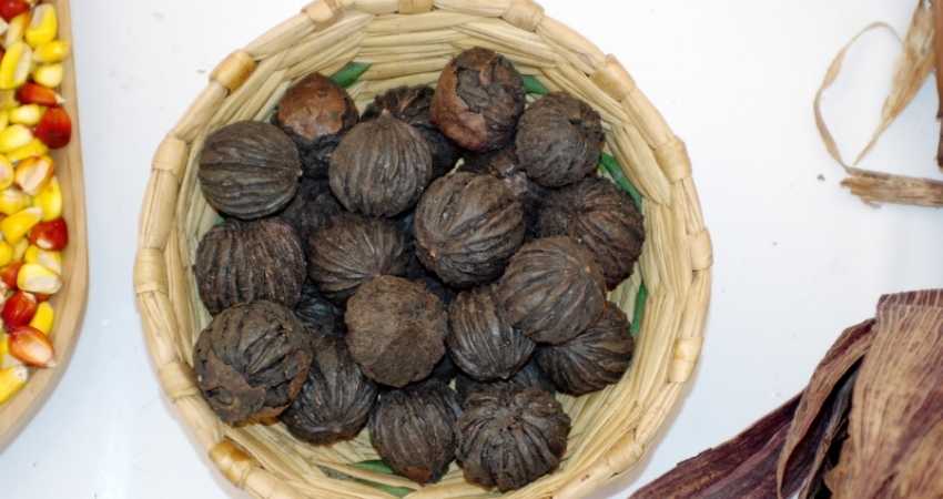 Black walnuts in a basket.