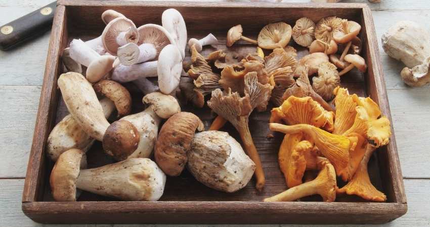 which mushrooms have the highest protein