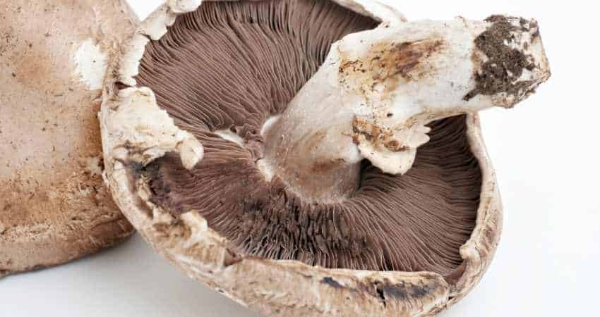 portobello mushrooms