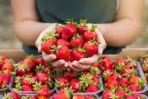 strawberries in containers