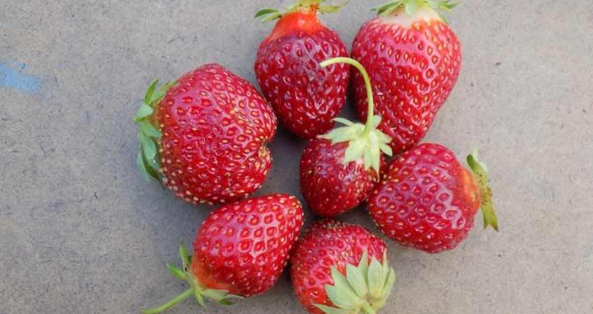Ozark beauty strawberries.