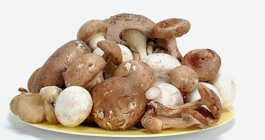 A pile of slimy mushrooms.
