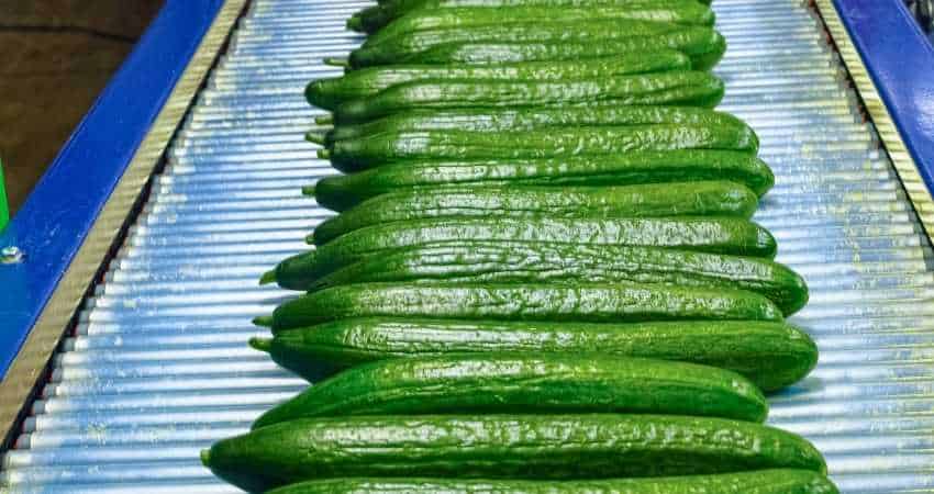 long green cucumbers.