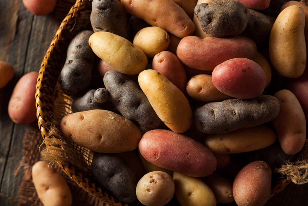 A bunch of different kinds of potatoes including sweet potato and purple sweet potato