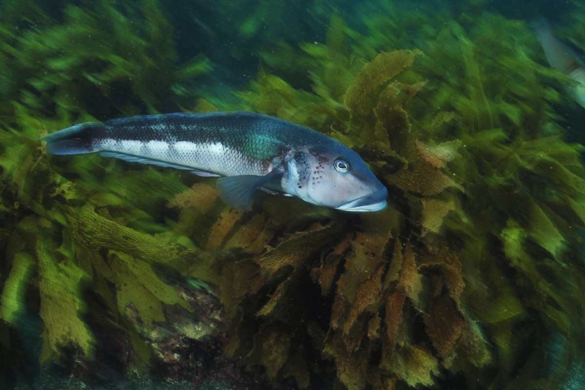 blue cod swimming