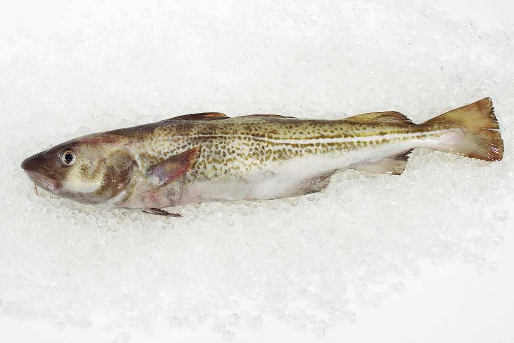 cod fish on ice