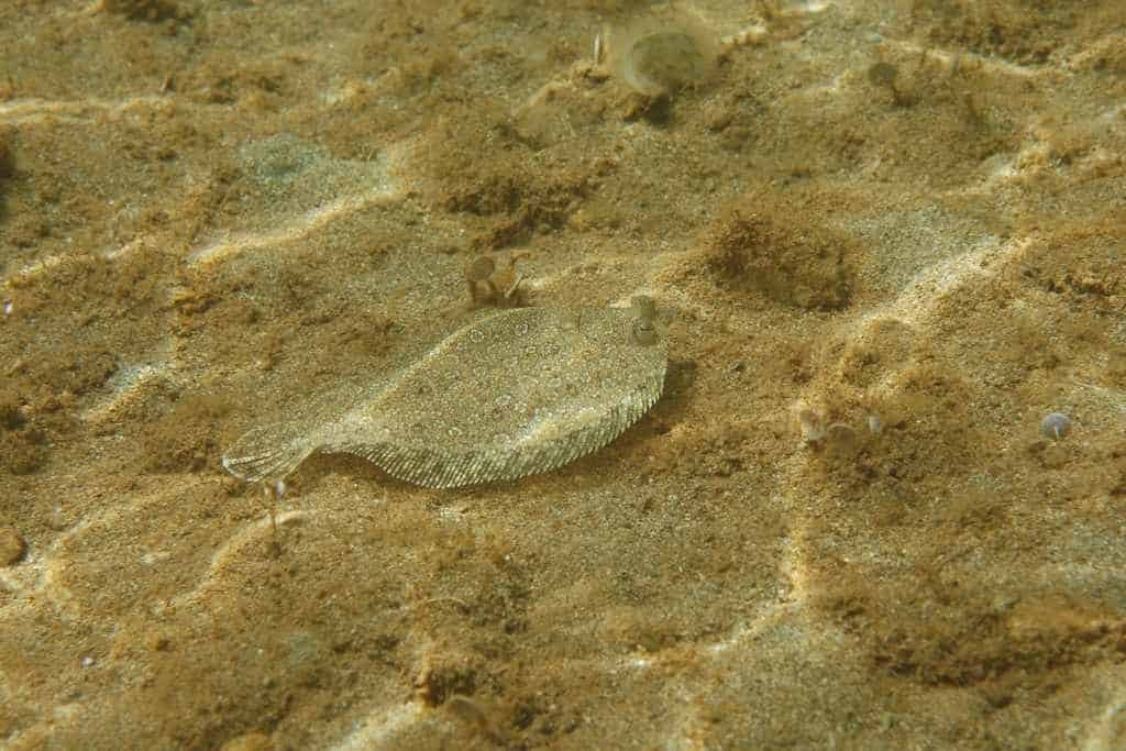 flounder at the ocean bottom