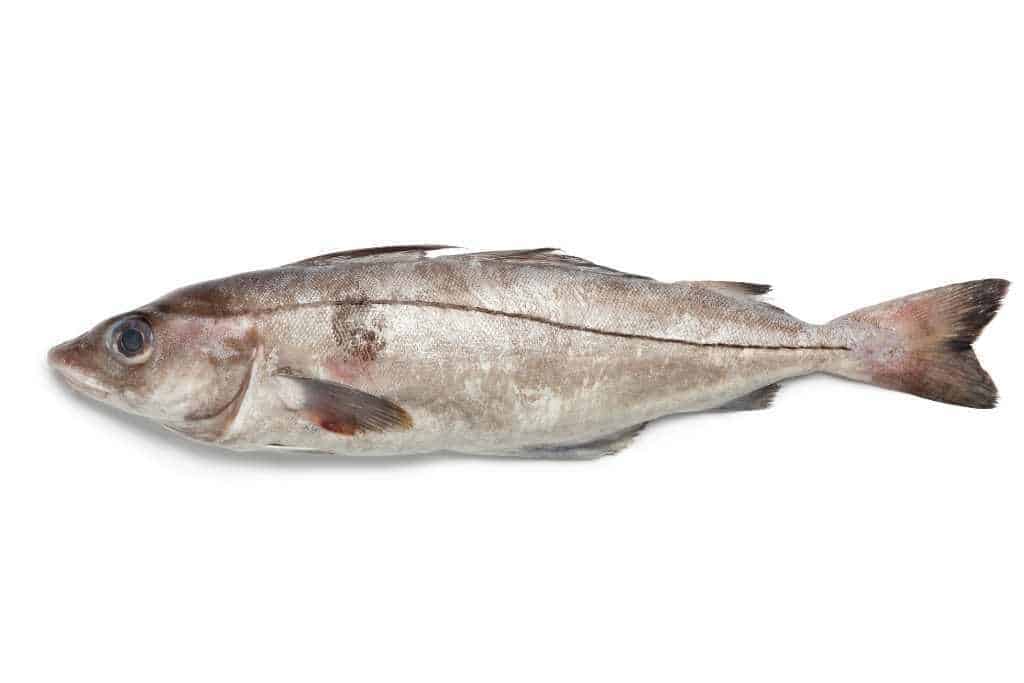 fresh haddock fish