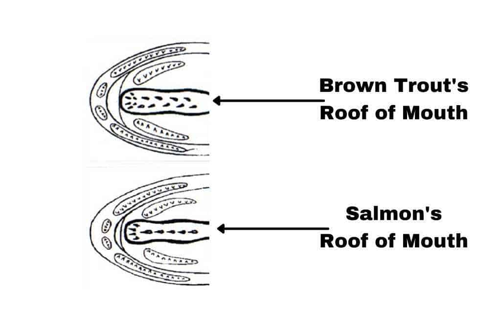 brown trout and salmon's roof of the mouth photo comparison