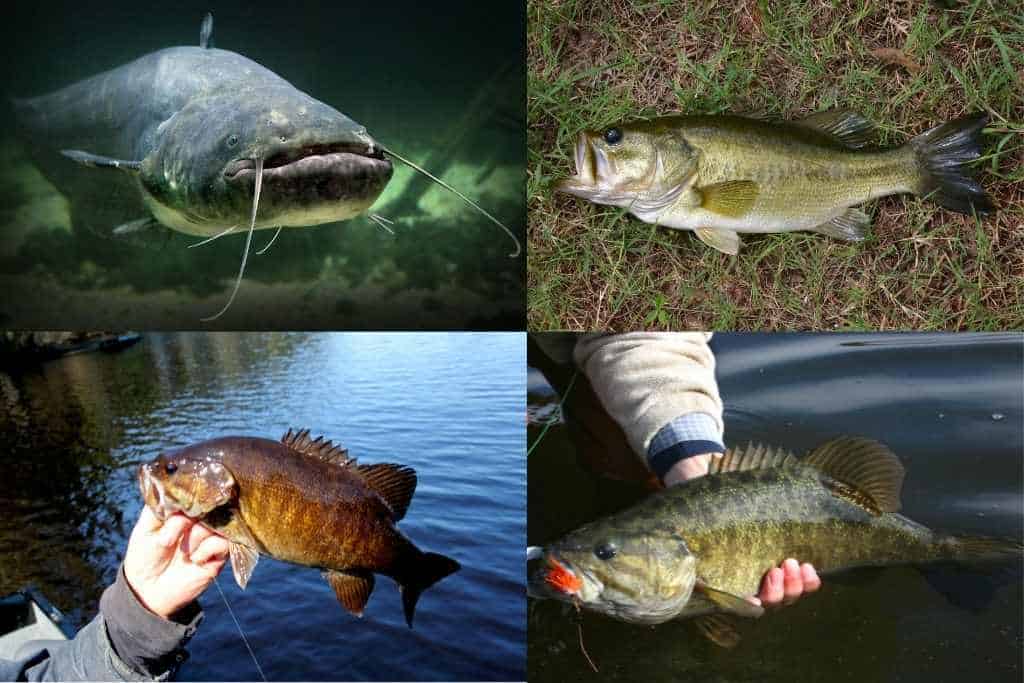 bass and catfish photo comparison