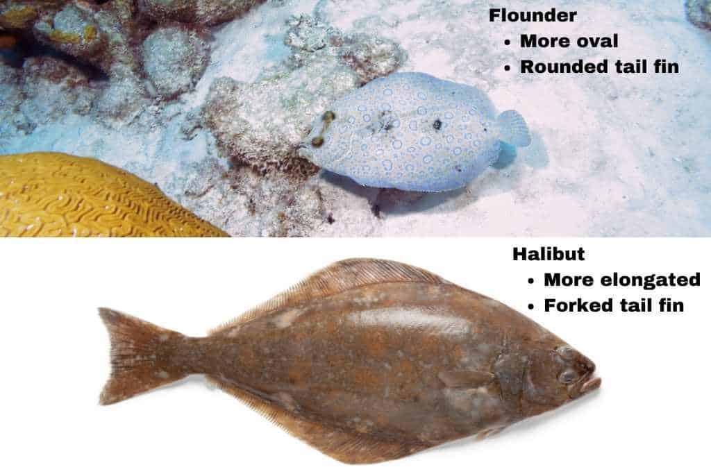 picture of a flounder and halibut for comparison