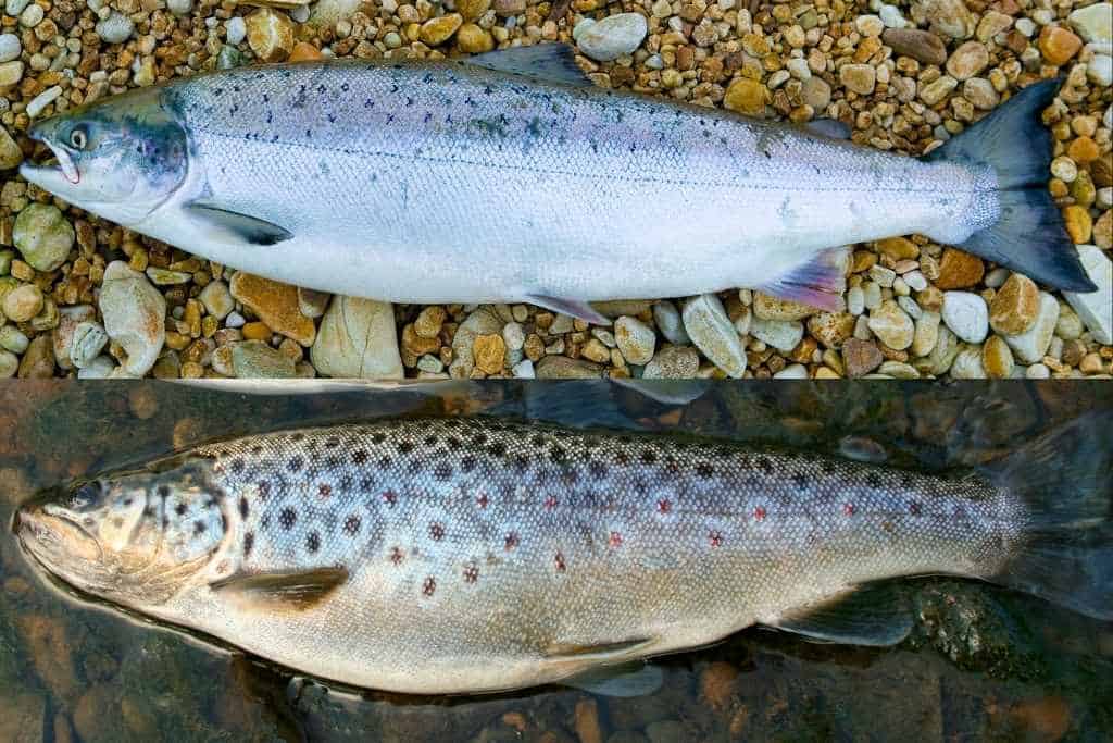 a photo comparing how Atlantic Salmon and brown trout compare