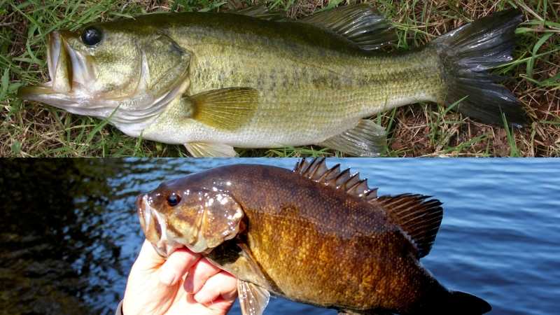 smallmouth bass and largemouth bass