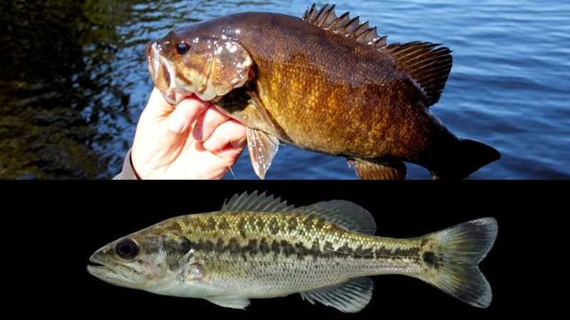 picture comparison of a smallmouth bass and a spotted bass