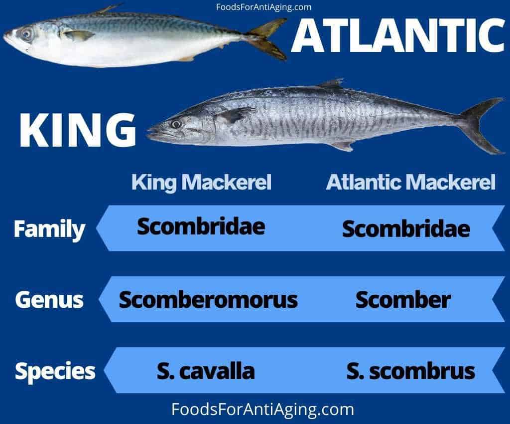Atlantic mackerel and king mackerel comparison