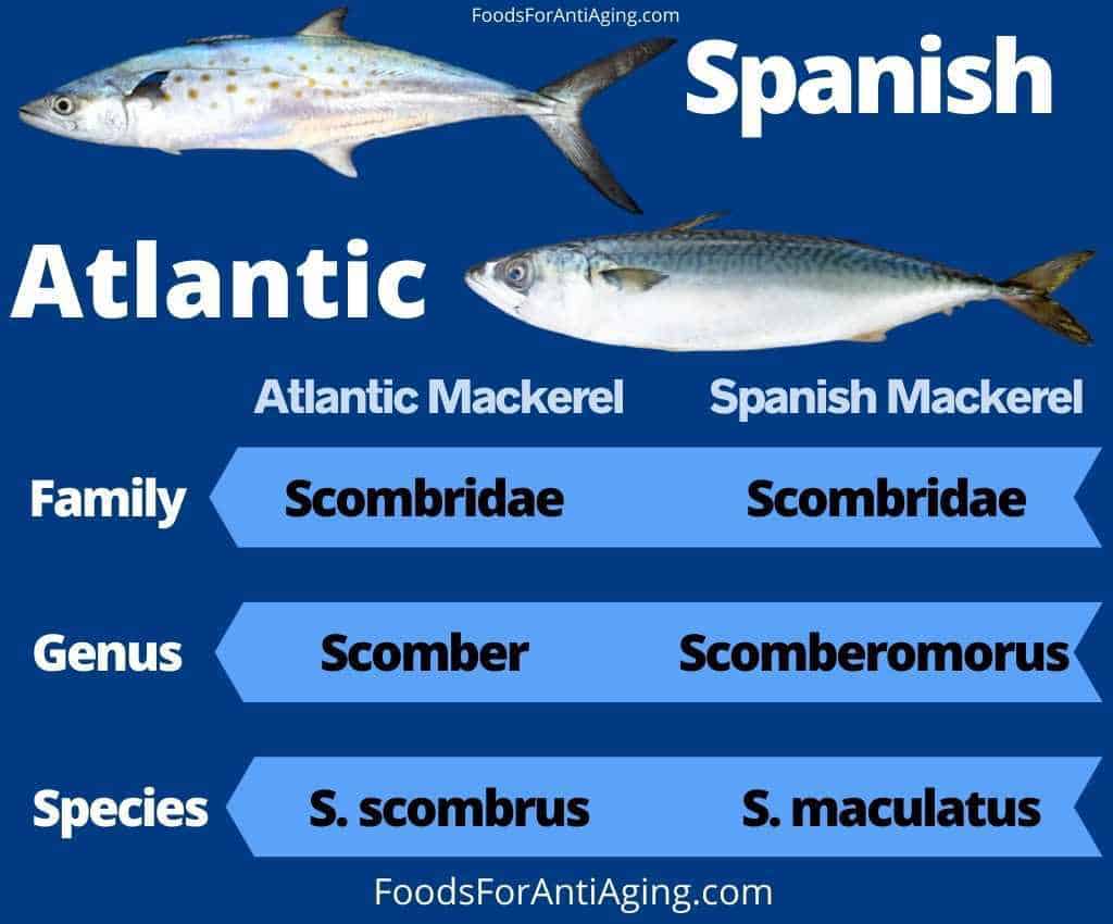 Atlantic mackerel and Spanish Mackerel species comparison