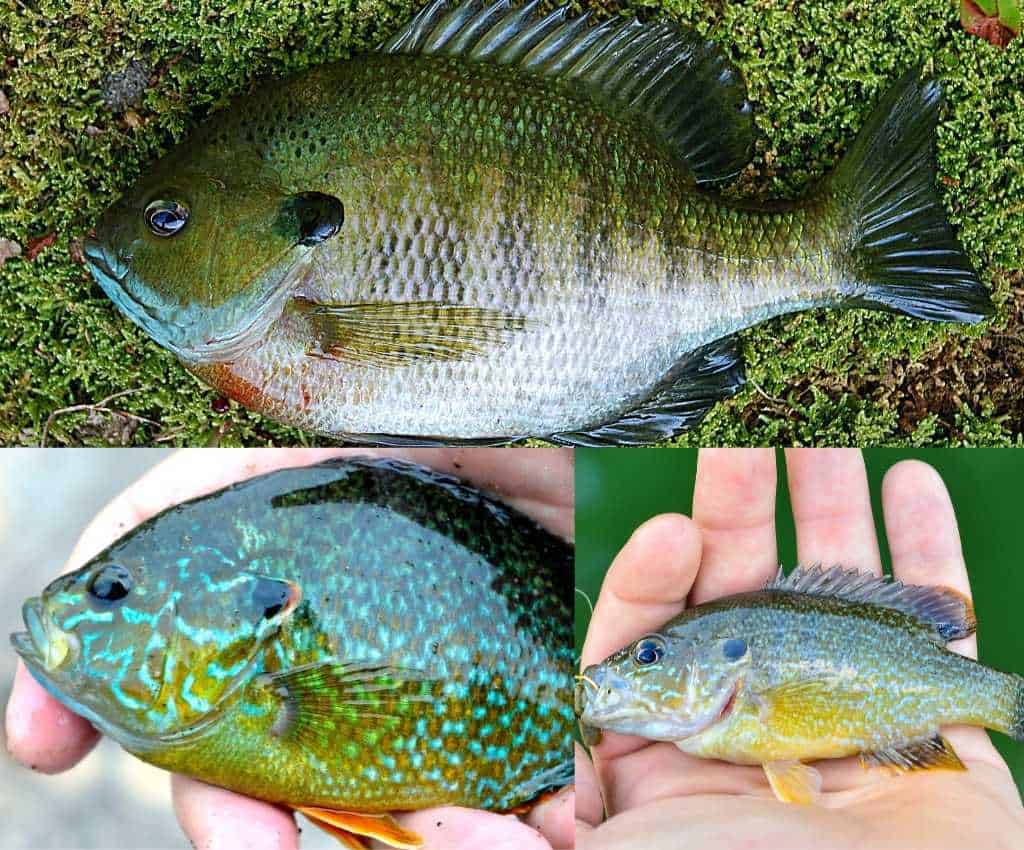 photo comparison between a bluegill and green sunfish