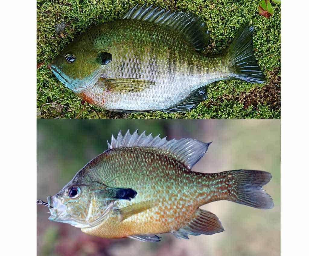 redbreast sunfish and bluegill photo comparison