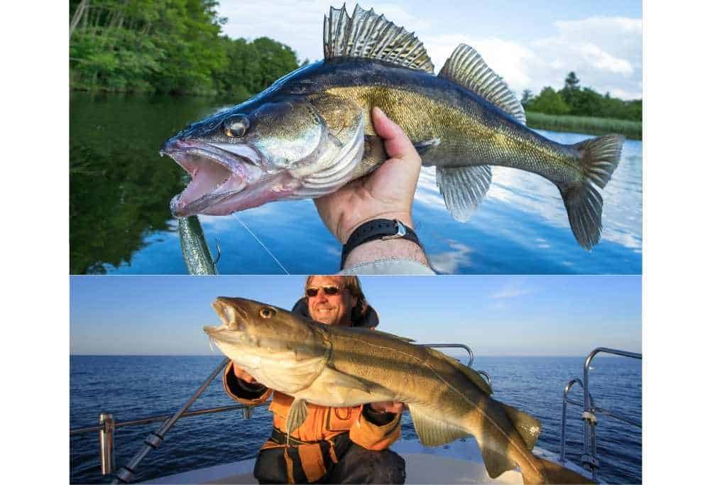 cod and walleye photo comparison