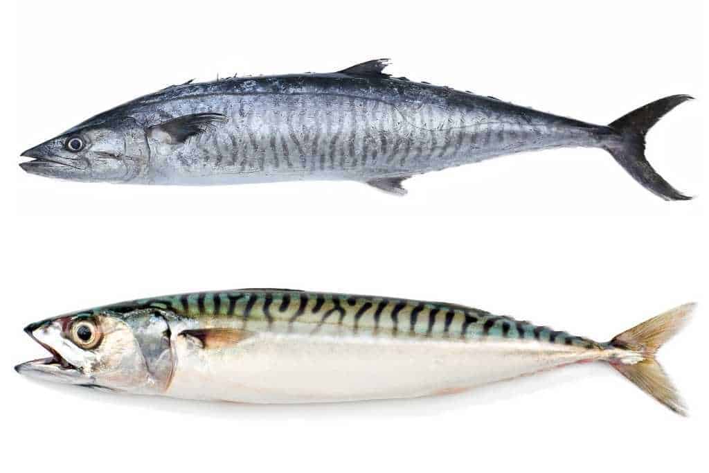 king mackerel and Atlantic mackerel photo comparison