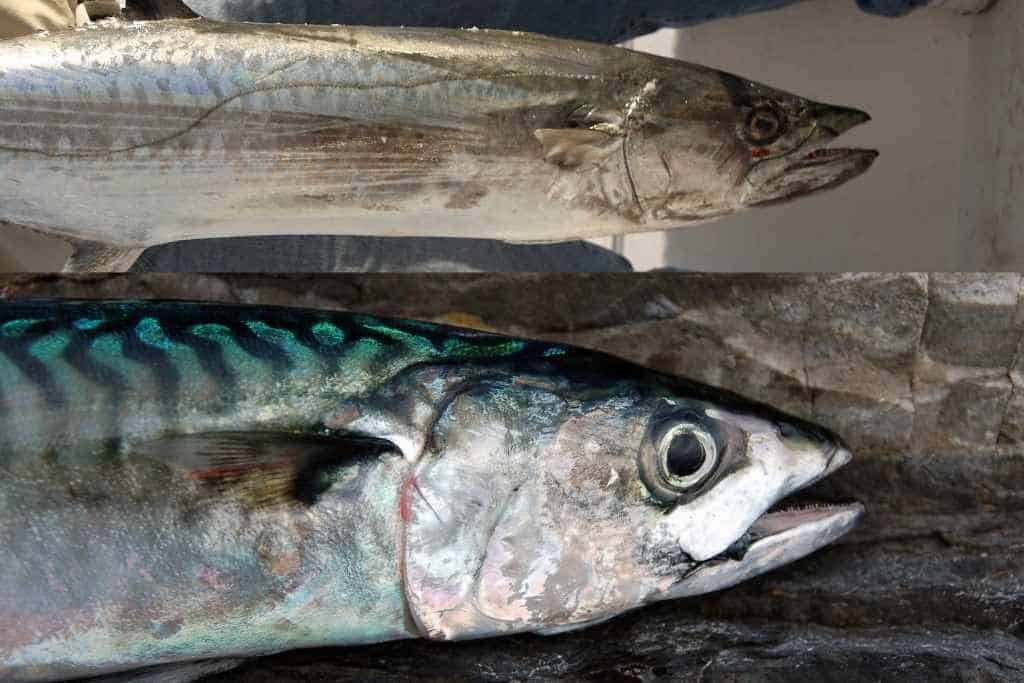 photo of a king mackerel and an Atlantic mackerel