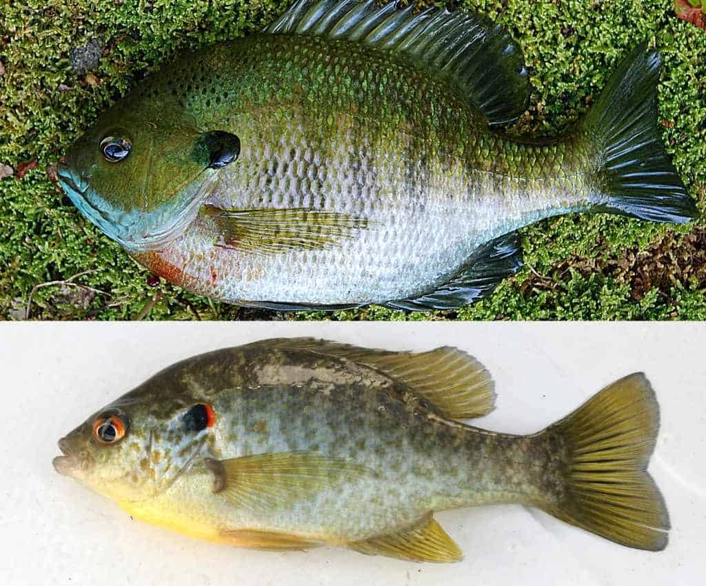 redear sunfish and bluegill photo comparison