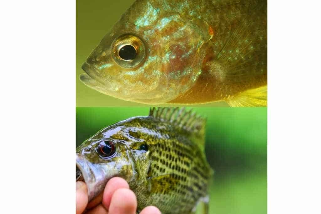 rock bass and green sunfish comparison photo