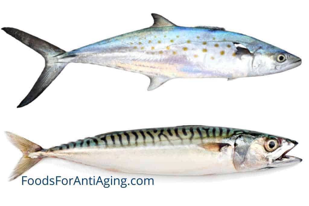 Spanish Mackerel and Atlantic mackerel photo comparison