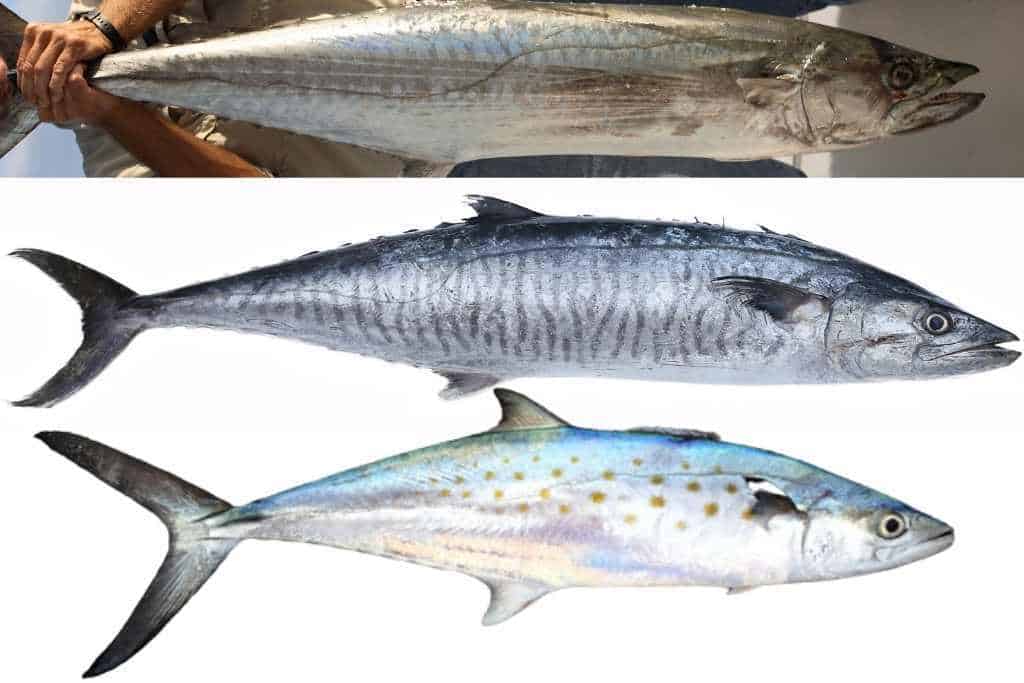 spanish mackerel and king mackerel comparison photo
