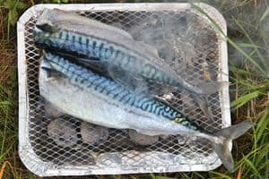 Atlantic mackerel cooking