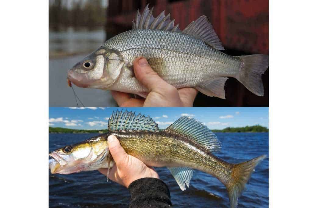 walleye and white perch photo comparison