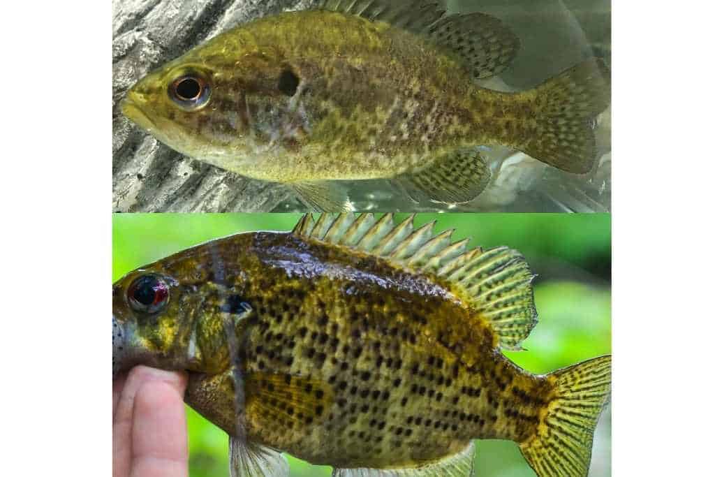warmouth and rock bass photo comparison